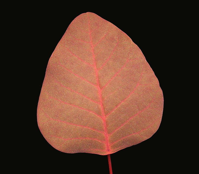 Una hoja de sangre libanesa con la nervadura rosada, sobre fondo negro.