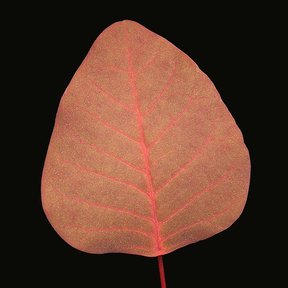 Una hoja de sangre libanesa con la nervadura rosada, sobre fondo negro.
