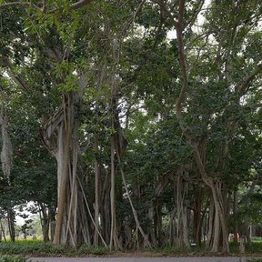 Higuerones con raíces aéreas formando una arboleda de troncos columnares.