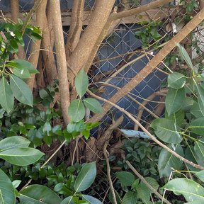 Ramas claras de higuerón creciendo contra una reja metálica, entre hojas gruesas.
