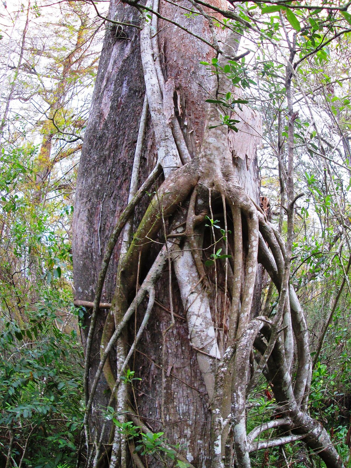 Raíces de higuerón envolviendo el tronco del árbol que le sirve de soporte.