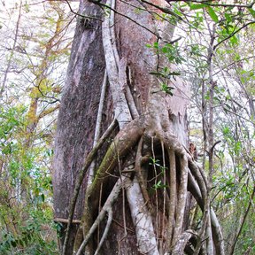 Raíces de higuerón envolviendo el tronco del árbol que le sirve de soporte.