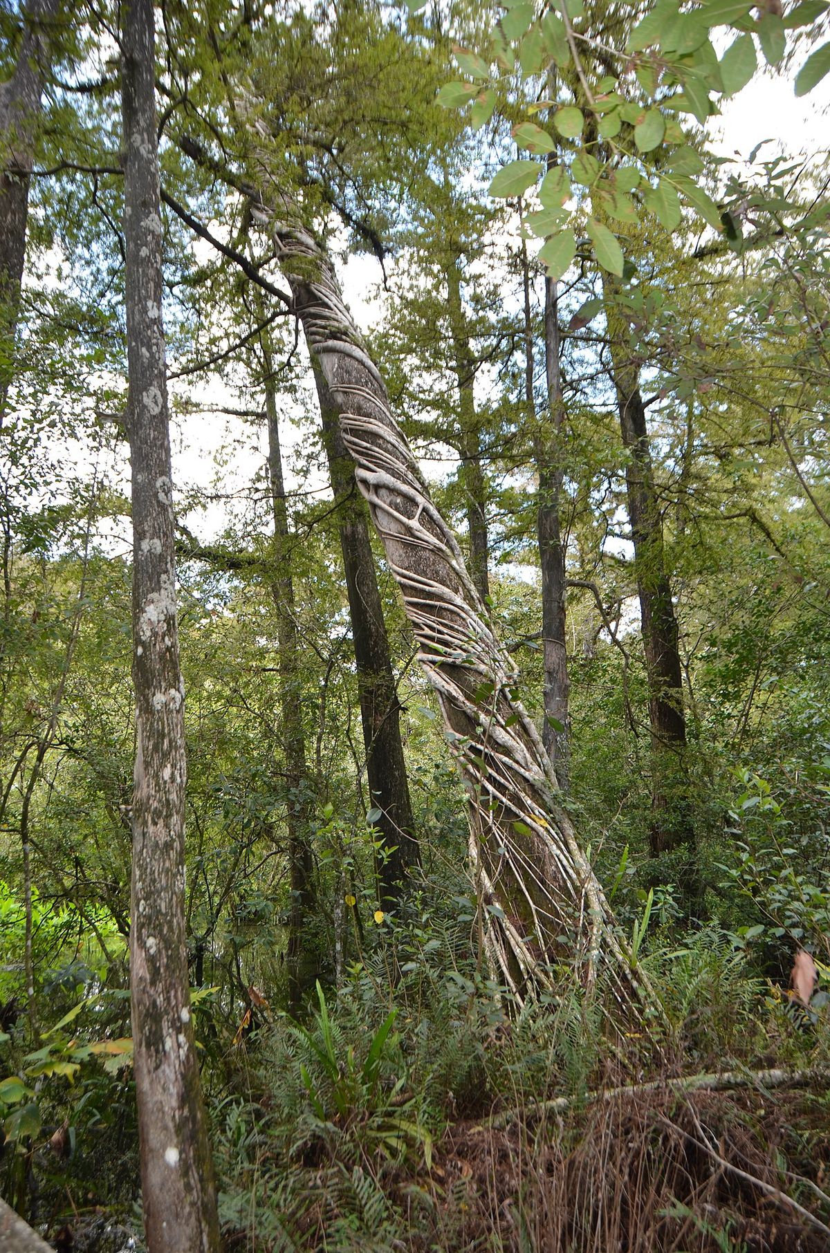 Higuerón joven de tronco inclinado creciendo dentro de un bosque húmedo.