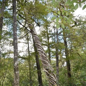Higuerón joven de tronco inclinado creciendo dentro de un bosque húmedo.