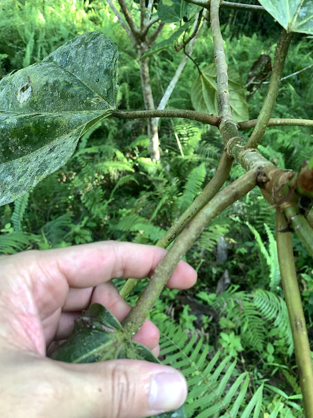 Una mano sostiene una ramilla de oreja de elefante dentro de la selva.