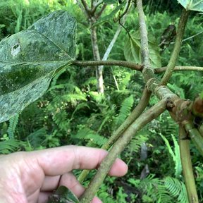 Una mano sostiene una ramilla de oreja de elefante dentro de la selva.