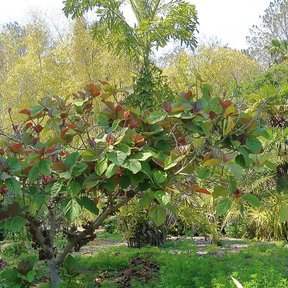 Oreja de elefante de copa extendida en un jardín botánico, con agaves al pie.