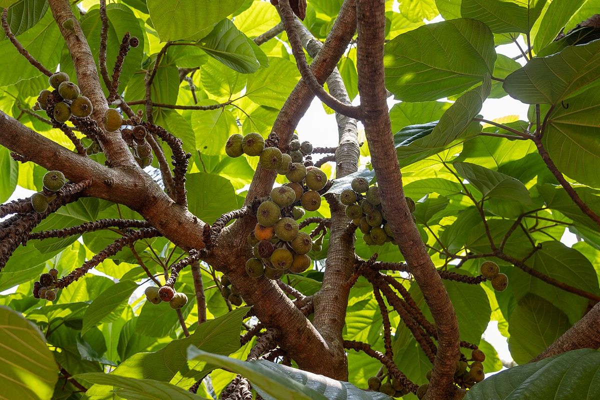 Higos de receptáculo velloso brotando directamente sobre una rama gruesa.