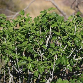 Higuera de ramas claras y follaje tupido creciendo en una ladera seca.