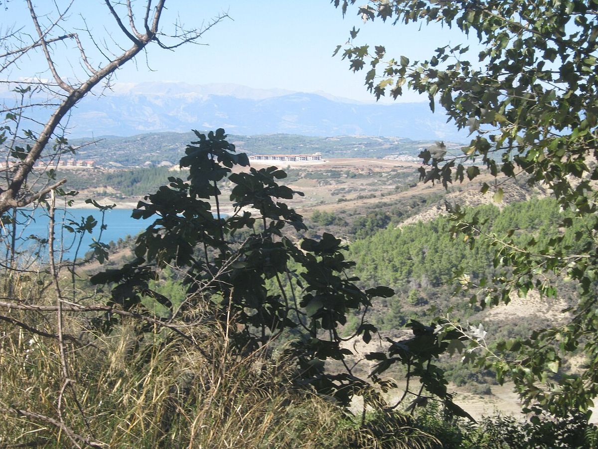 Higuera en una ladera con un embalse y la sierra al fondo.