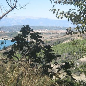 Higuera en una ladera con un embalse y la sierra al fondo.