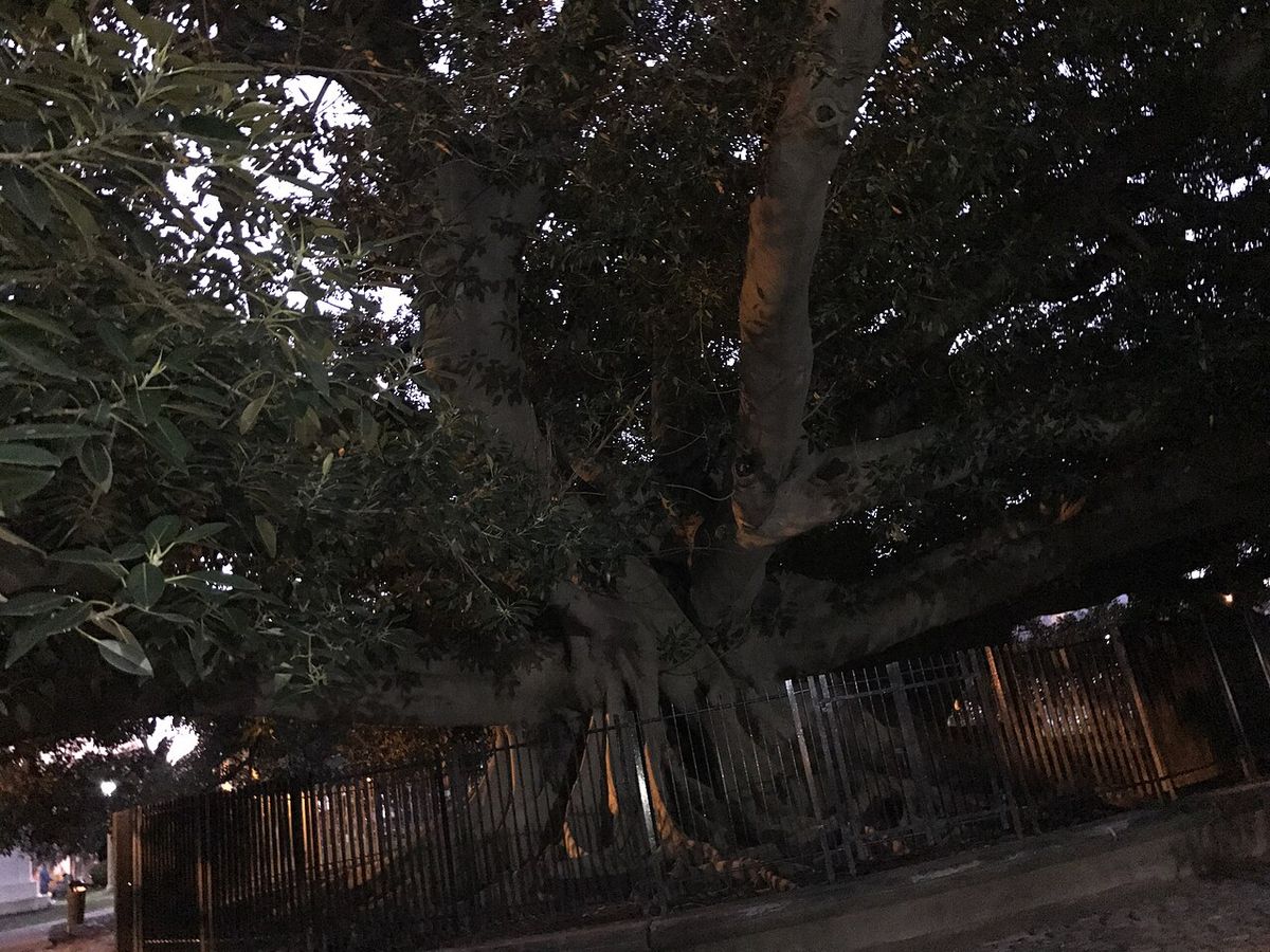 Hule enorme de tronco pálido y copa oscura junto a una reja, de noche.