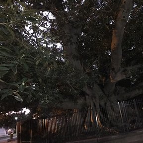 Hule enorme de tronco pálido y copa oscura junto a una reja, de noche.