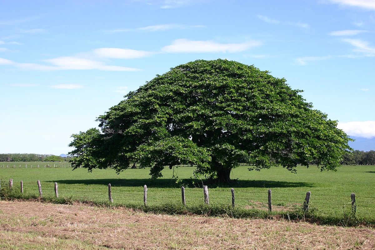 Árbol solitario de copa ancha y perfectamente redonda en medio de un potrero verde.