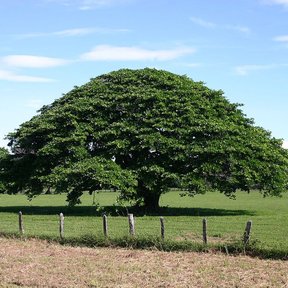 Árbol solitario de copa ancha y perfectamente redonda en medio de un potrero verde.