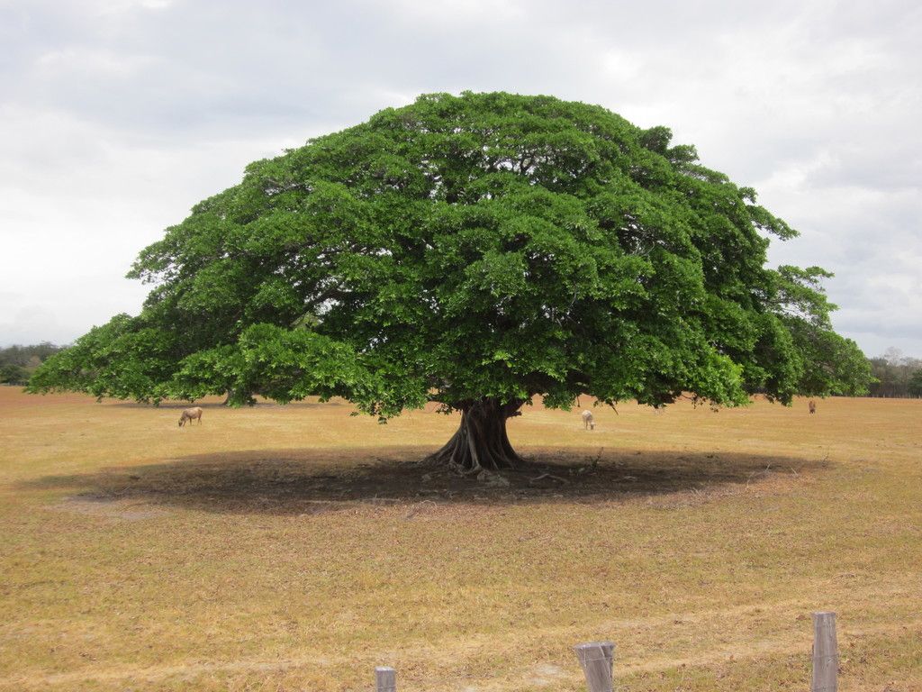 Árbol de copa extendida en un llano seco, con el ganado a la sombra.