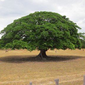 Árbol de copa extendida en un llano seco, con el ganado a la sombra.