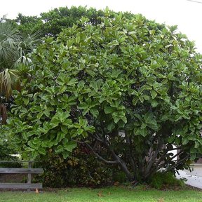 Ficus de hojas de lira entero, de copa redonda y densa, junto a una banqueta.