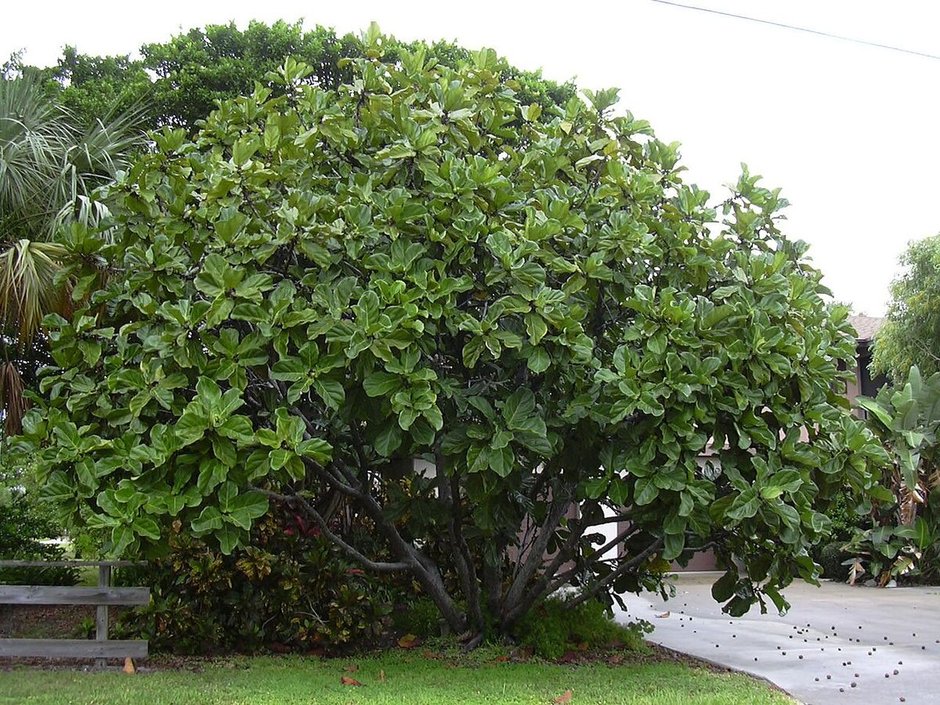 Ficus de hojas de lira entero, de copa redonda y densa, junto a una banqueta.