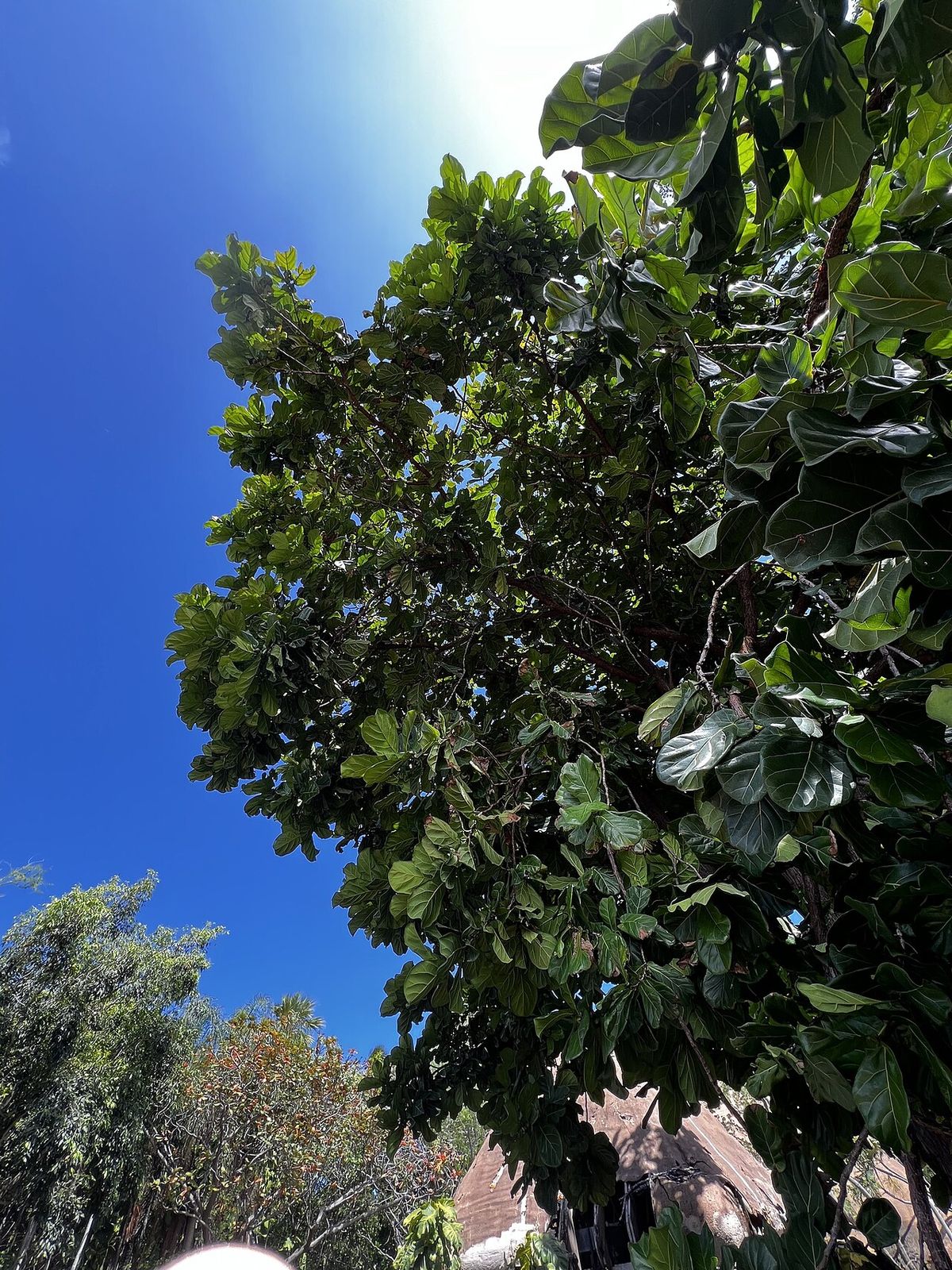 Copa de ficus de hojas de lira recortada contra un cielo azul intenso.