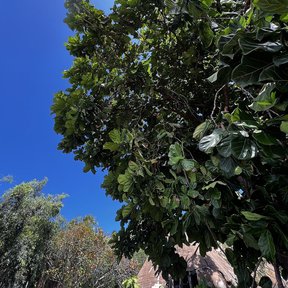 Copa de ficus de hojas de lira recortada contra un cielo azul intenso.