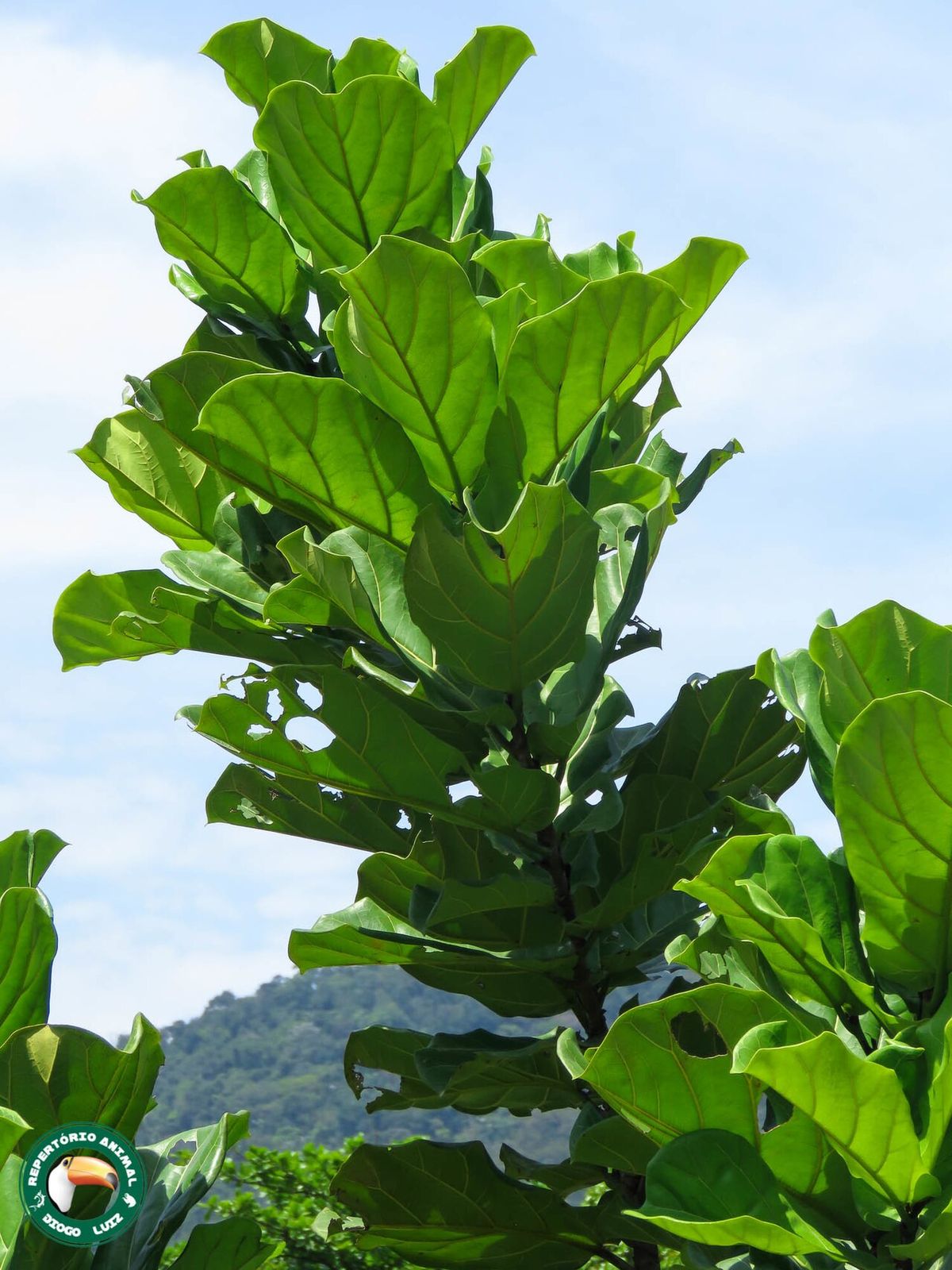 Brote erguido de ficus con las hojas grandes en forma de lira contra el cielo.