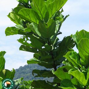 Brote erguido de ficus con las hojas grandes en forma de lira contra el cielo.