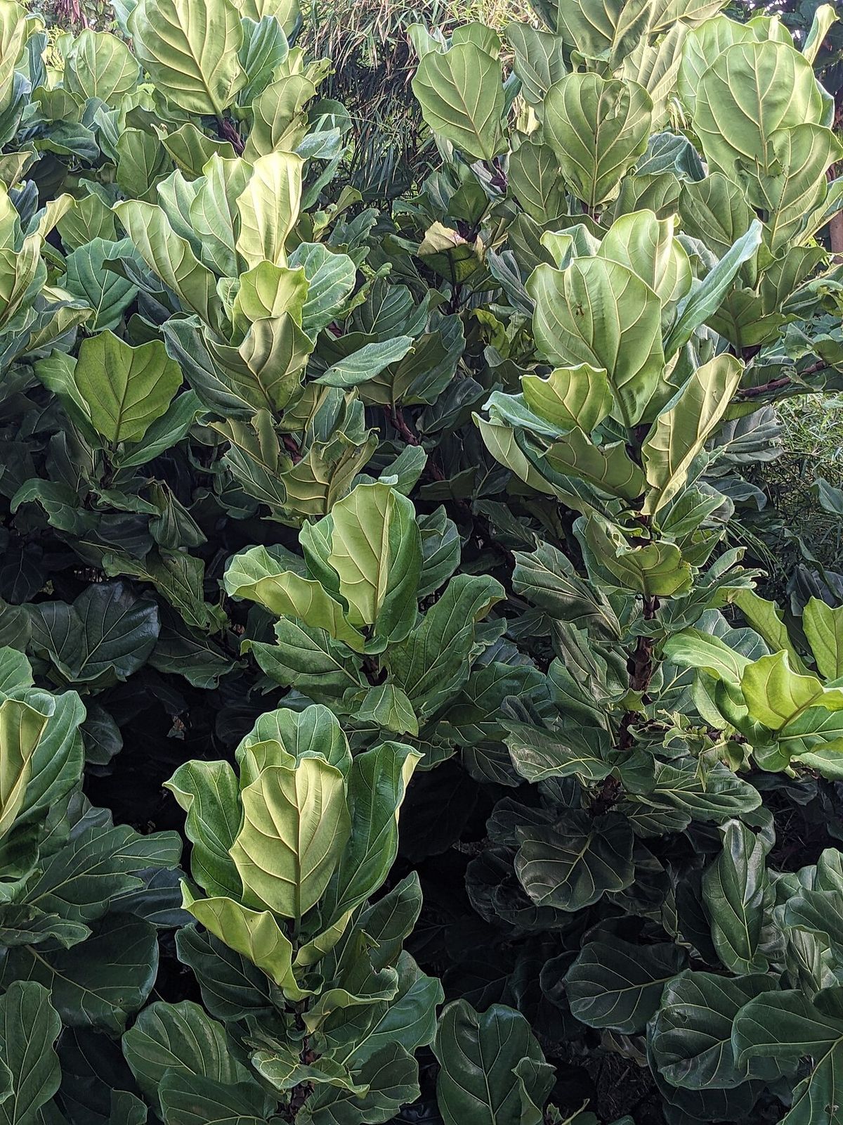 Follaje muy denso de ficus de hojas de lira, con las hojas nuevas más claras.