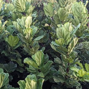 Follaje muy denso de ficus de hojas de lira, con las hojas nuevas más claras.