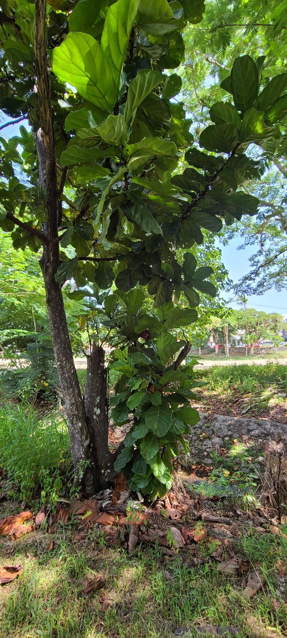 Ficus de hojas de lira joven creciendo junto a un tronco, en un camellón.