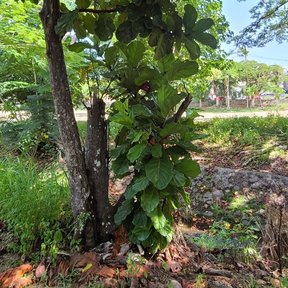 Ficus de hojas de lira joven creciendo junto a un tronco, en un camellón.