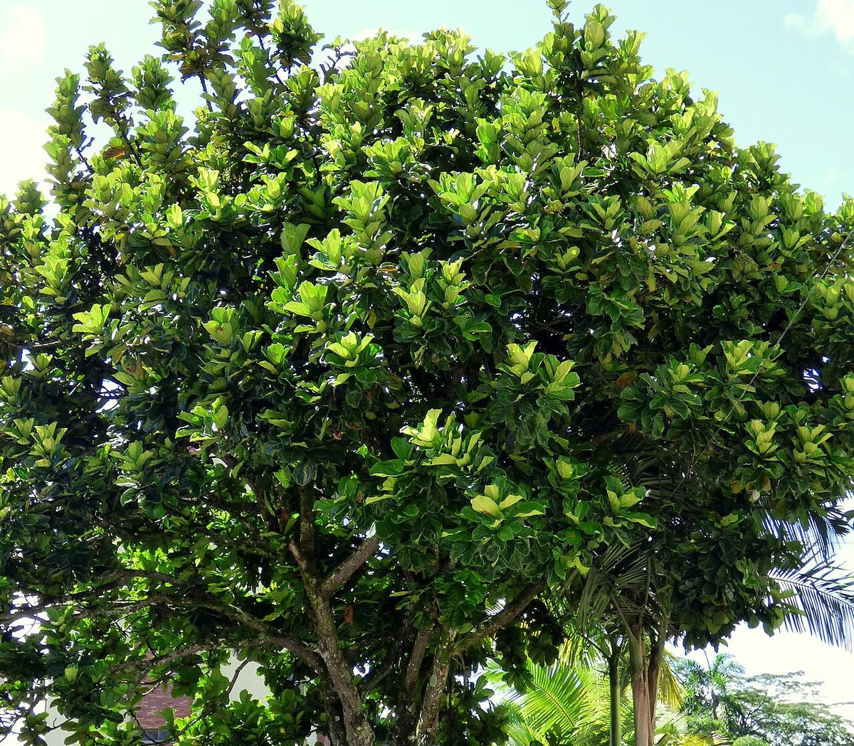 Ficus de hojas de lira podado en copa redonda sobre un tronco derecho.