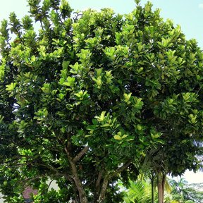 Ficus de hojas de lira podado en copa redonda sobre un tronco derecho.