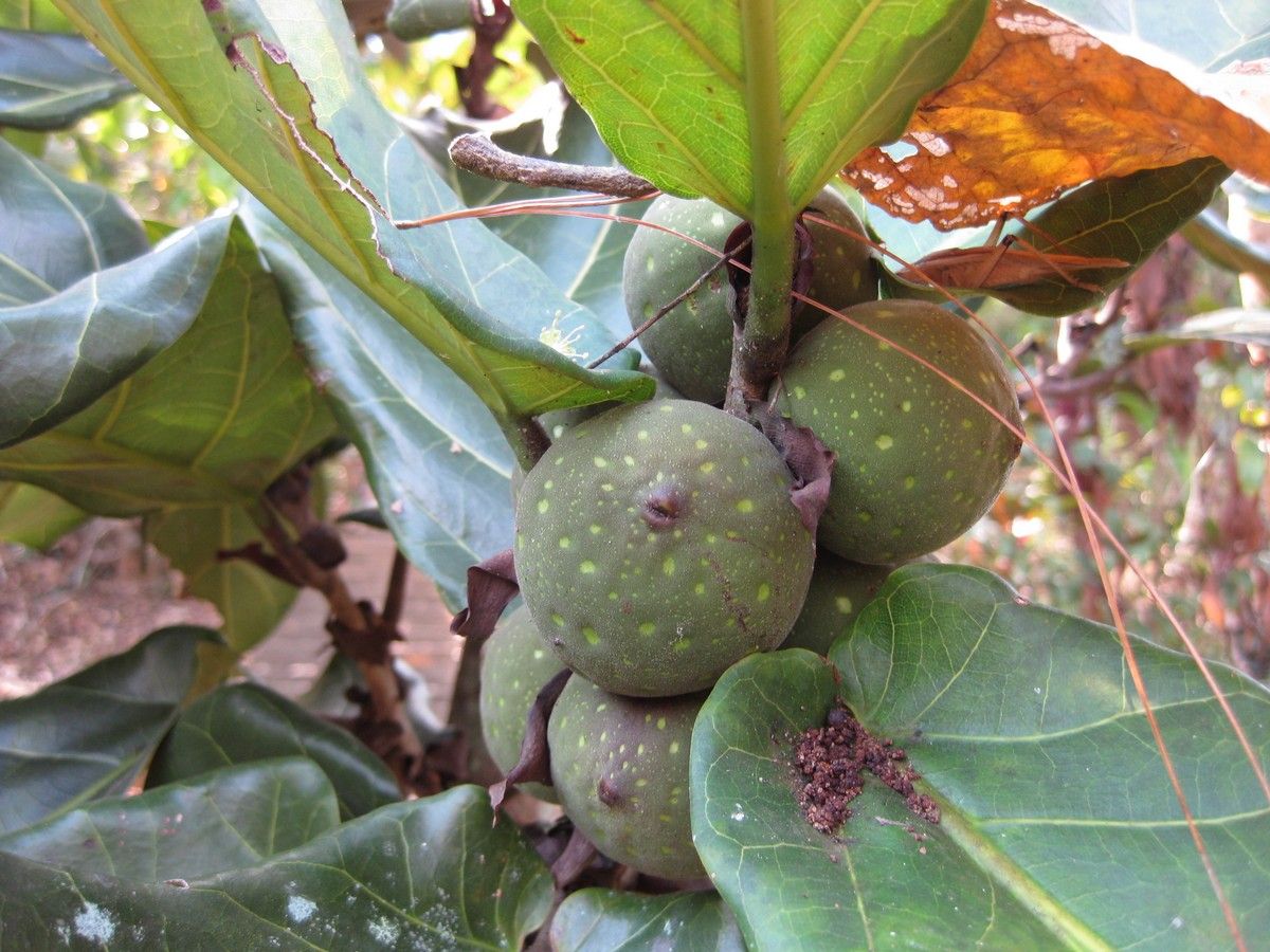Higos verdes y moteados de ficus creciendo pegados a la rama entre las hojas.