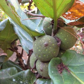 Higos verdes y moteados de ficus creciendo pegados a la rama entre las hojas.