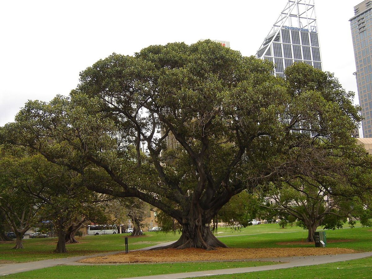 Laurel australiano de copa enorme y ramas extendidas en un parque urbano.