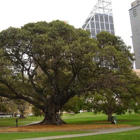 Laurel australiano de copa enorme y ramas extendidas en un parque urbano.