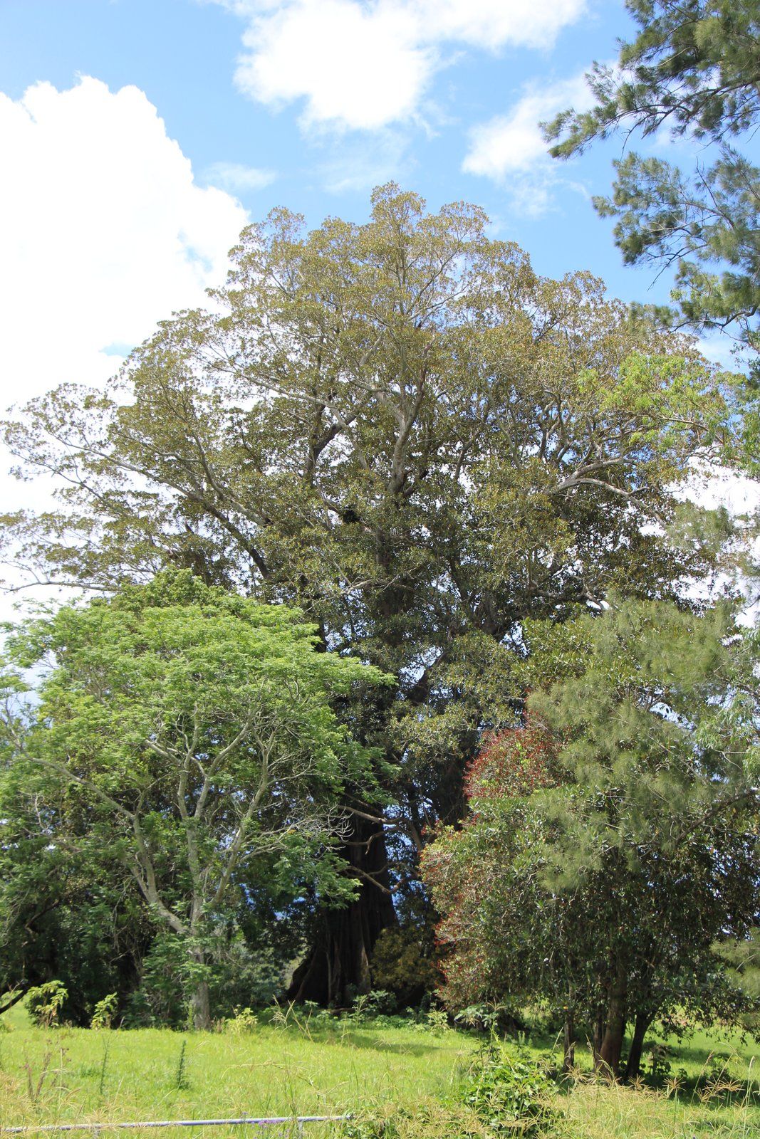 Laurel australiano alto y frondoso en un jardín, bajo un cielo con nubes.