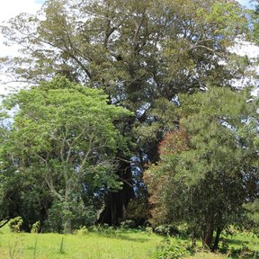 Laurel australiano alto y frondoso en un jardín, bajo un cielo con nubes.