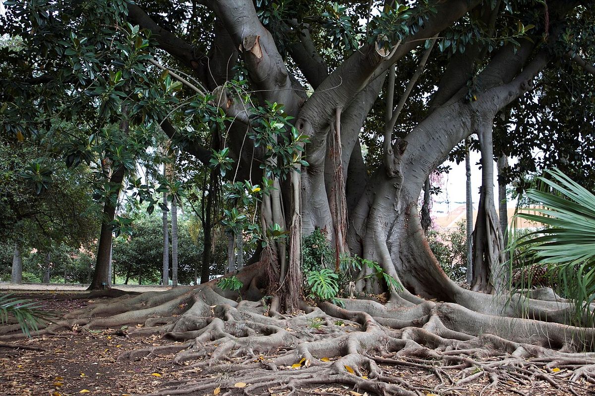 Raíces tabulares enormes extendidas sobre el suelo del parque.