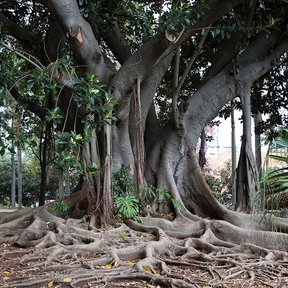 Raíces tabulares enormes extendidas sobre el suelo del parque.