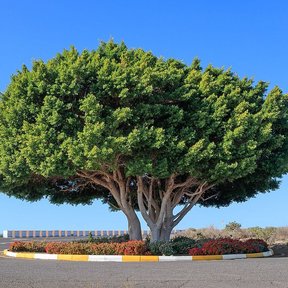Laurel de la India de copa redonda y densa en un camellón junto a la carretera.