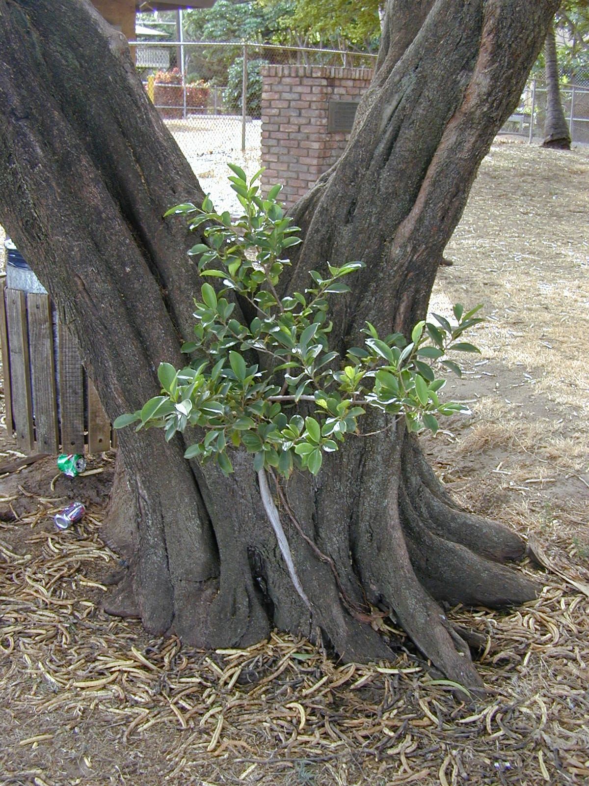 Base ensanchada de un laurel de la India con un brote nuevo entre los troncos.
