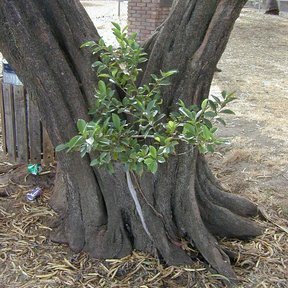 Base ensanchada de un laurel de la India con un brote nuevo entre los troncos.