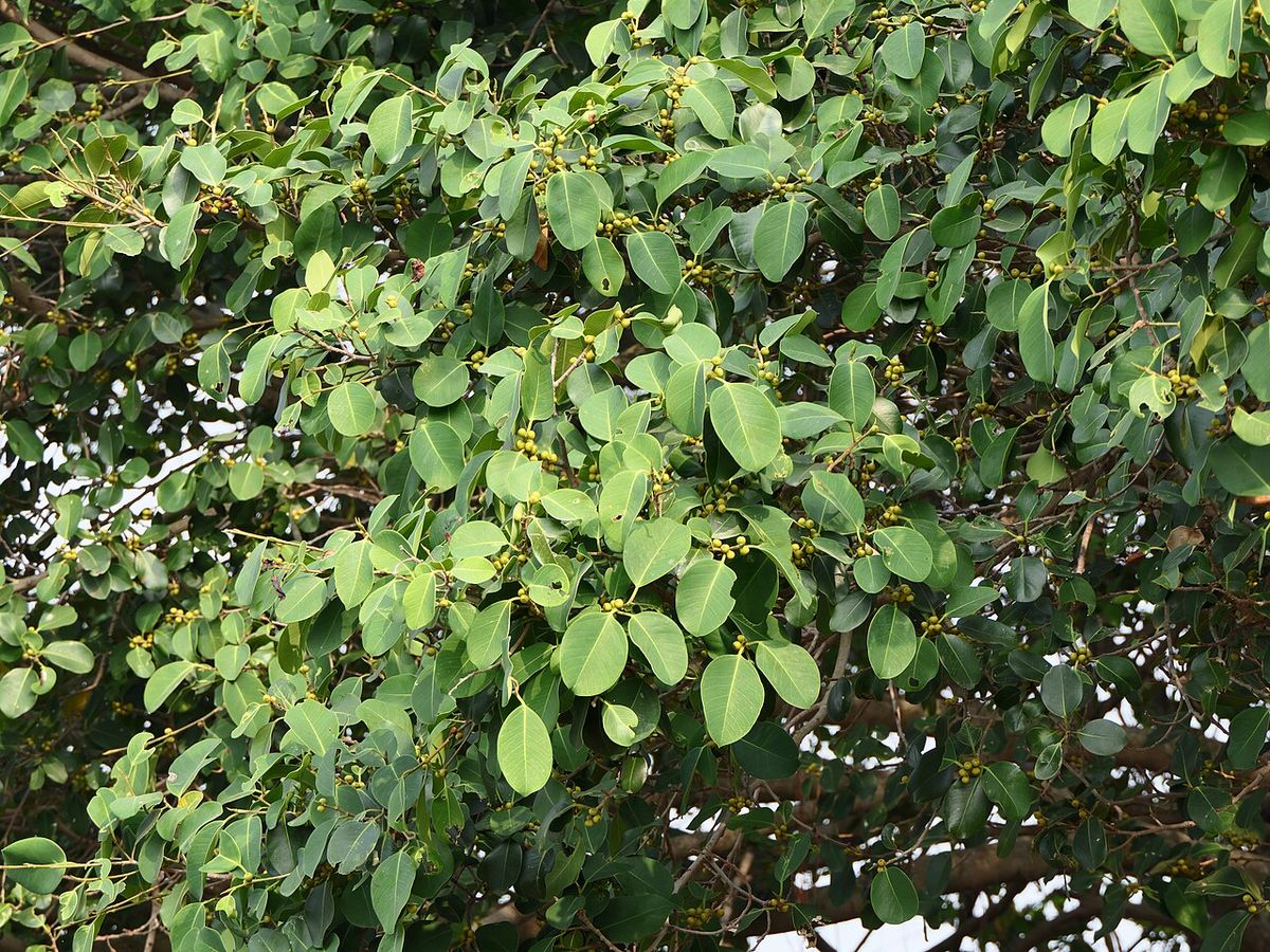 Follaje de laurel de la India cargado de higos pequeños y amarillentos.