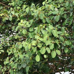 Follaje de laurel de la India cargado de higos pequeños y amarillentos.