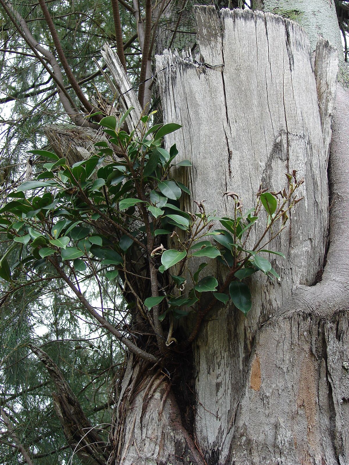Laurel de la India creciendo sobre el tronco seco de otro árbol.