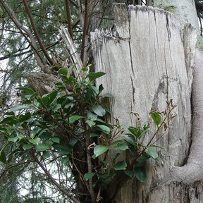 Laurel de la India creciendo sobre el tronco seco de otro árbol.