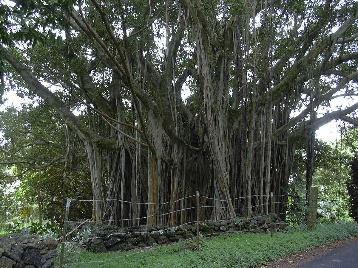 Laurel de la India con una cortina de raíces aéreas bajando hasta el suelo.