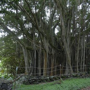 Laurel de la India con una cortina de raíces aéreas bajando hasta el suelo.